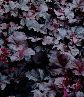 Heuchera 'Obsidian'